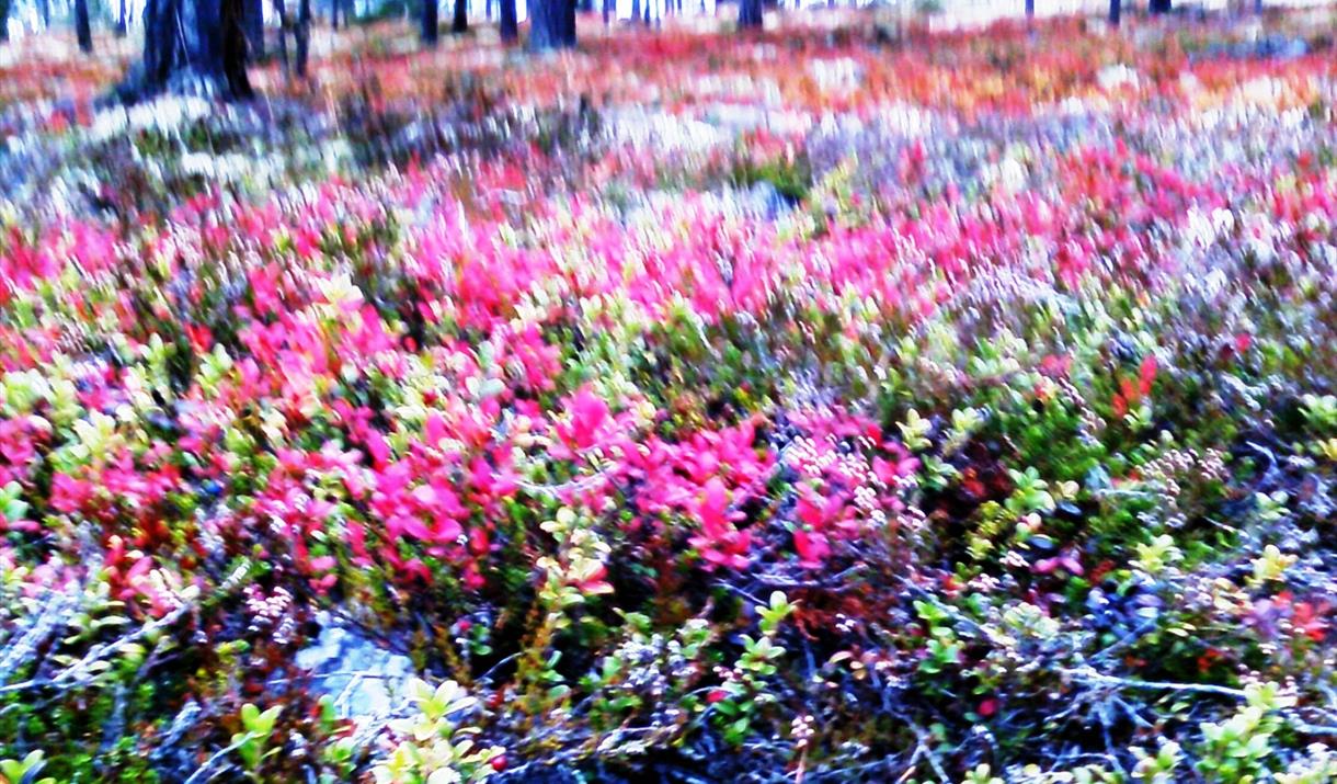 Underholdning på Løten Helsetu