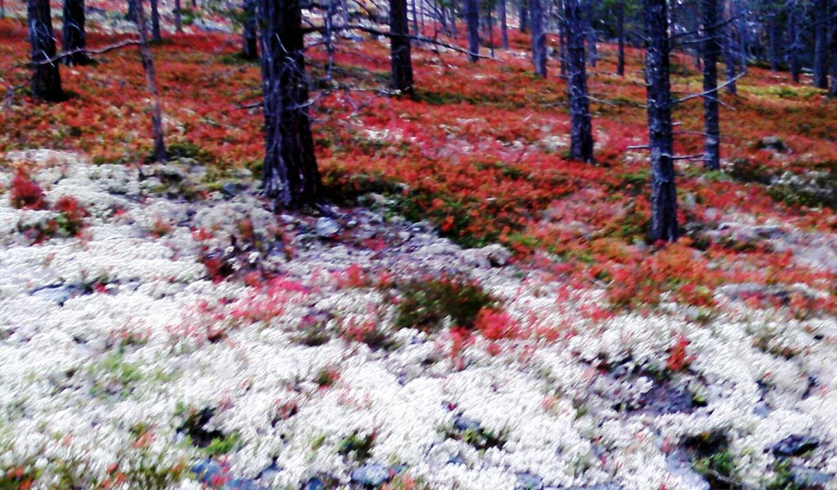 Underholdning på Løten Helsetun