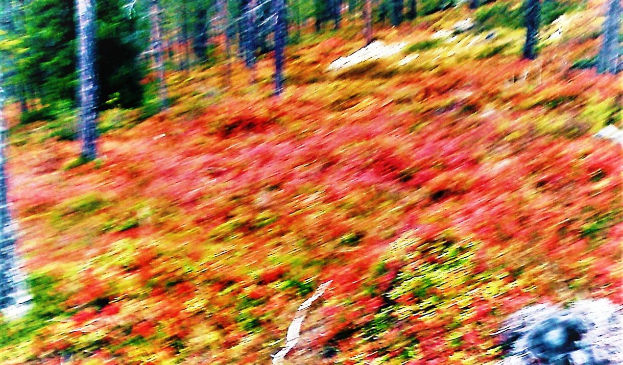 Underholdning på Løten Helsetun