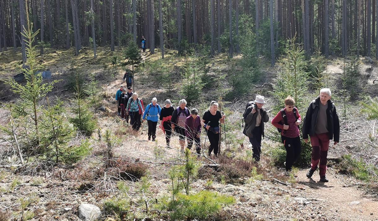 HHT: Opplev våren i Furuberget mellom furu og gran