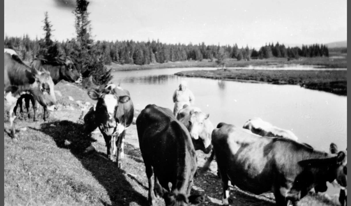 Budeie Mathea Andreassen med kyr fra Velt-Kindli på Kvarstadsetra. Elva Åsta i bakgrunnen. Kyrne var på fjellet helt til 1964.