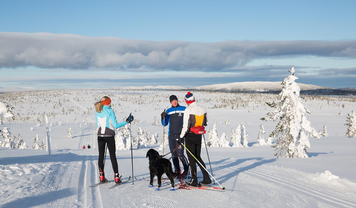 Tre personer og en hund i langrennsløype med sol fra blå himmel.