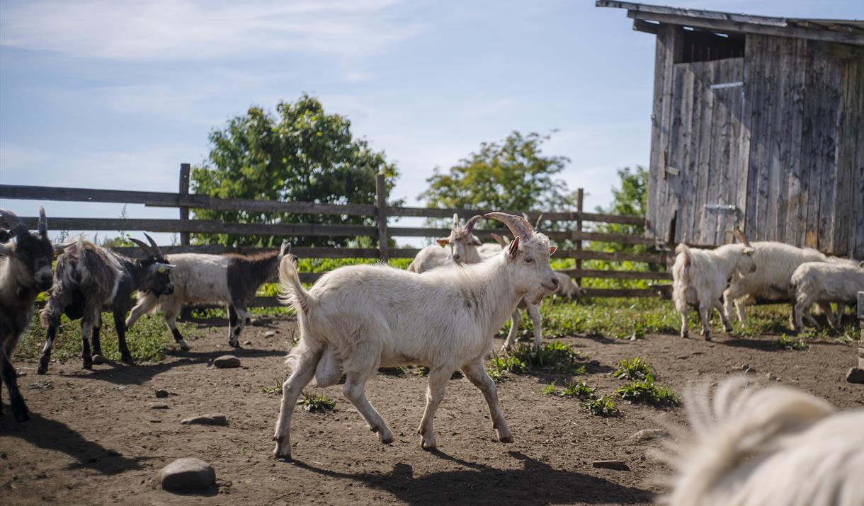 Velkommen til småbrukernettverk i Løten!