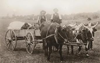 Olsokvandring