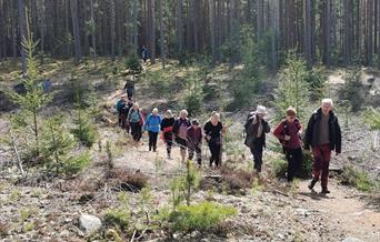 HHT: Opplev våren i Furuberget mellom furu og gran