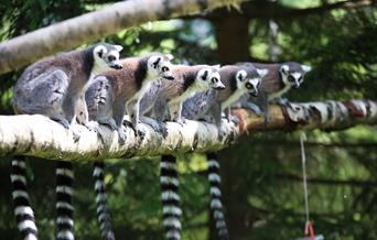 Tangen Dyrepark