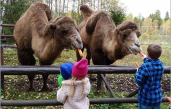 Tangen dyrepark kamel