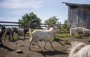 Velkommen til småbrukernettverk i Løten!