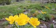 Gule blomster ute i naturen