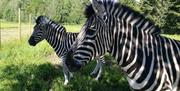Zebra i dyrepark