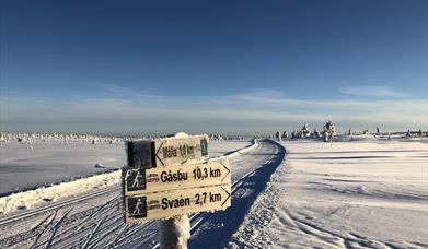 Cross-country ski trails at Hedmarksvidda