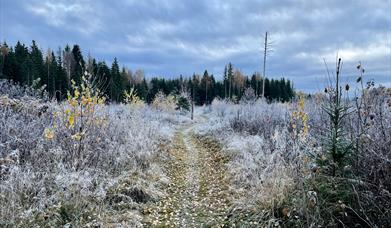 Ilseng paths in winter