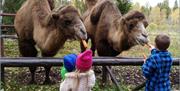 Tangen dyrepark kamel
