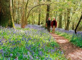 Walking amongst the bluebells in Monmouthshire