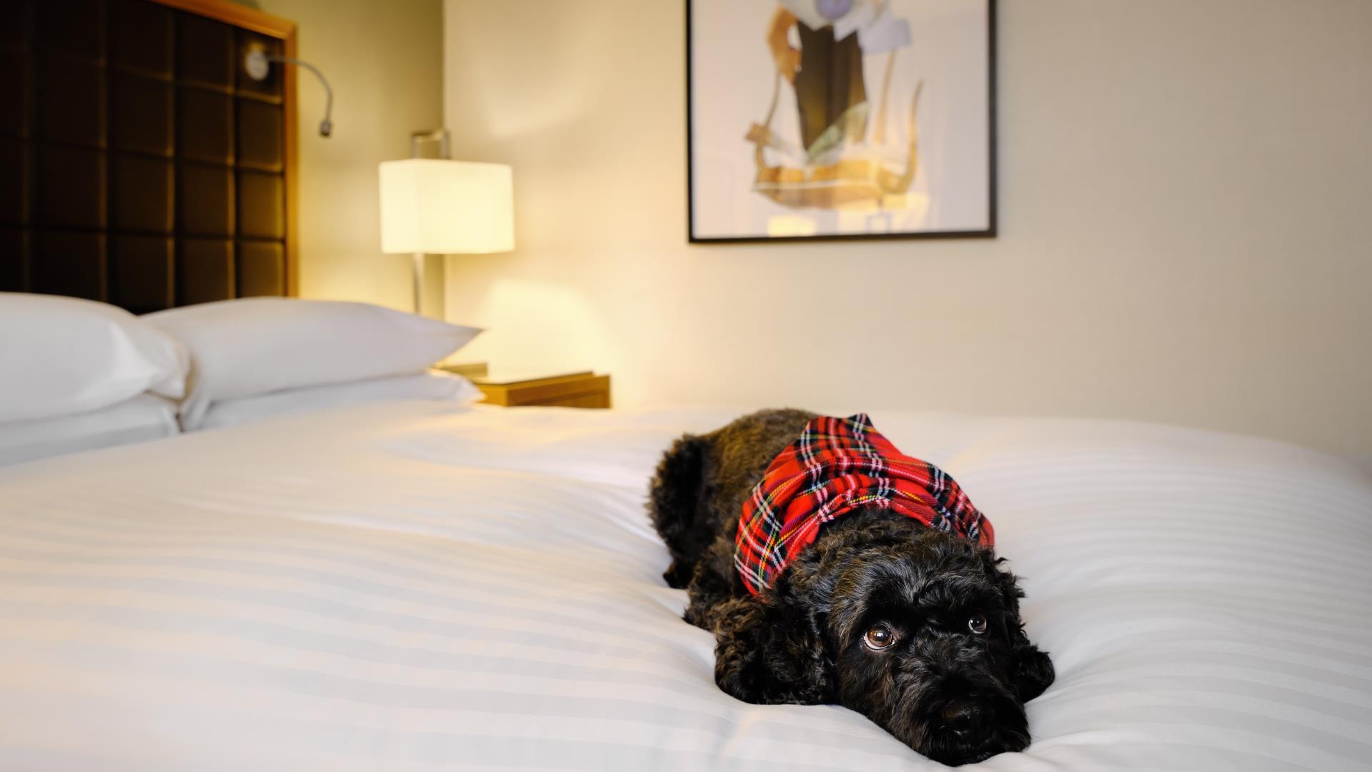 Pet friendly rooms at Delta St. Pierre Lakeside Village