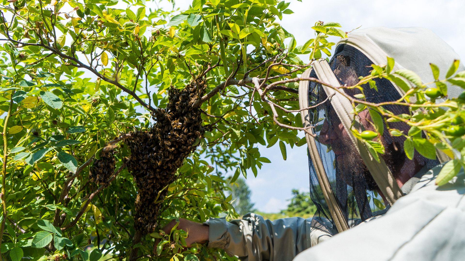 Hive Mind Beekeeping