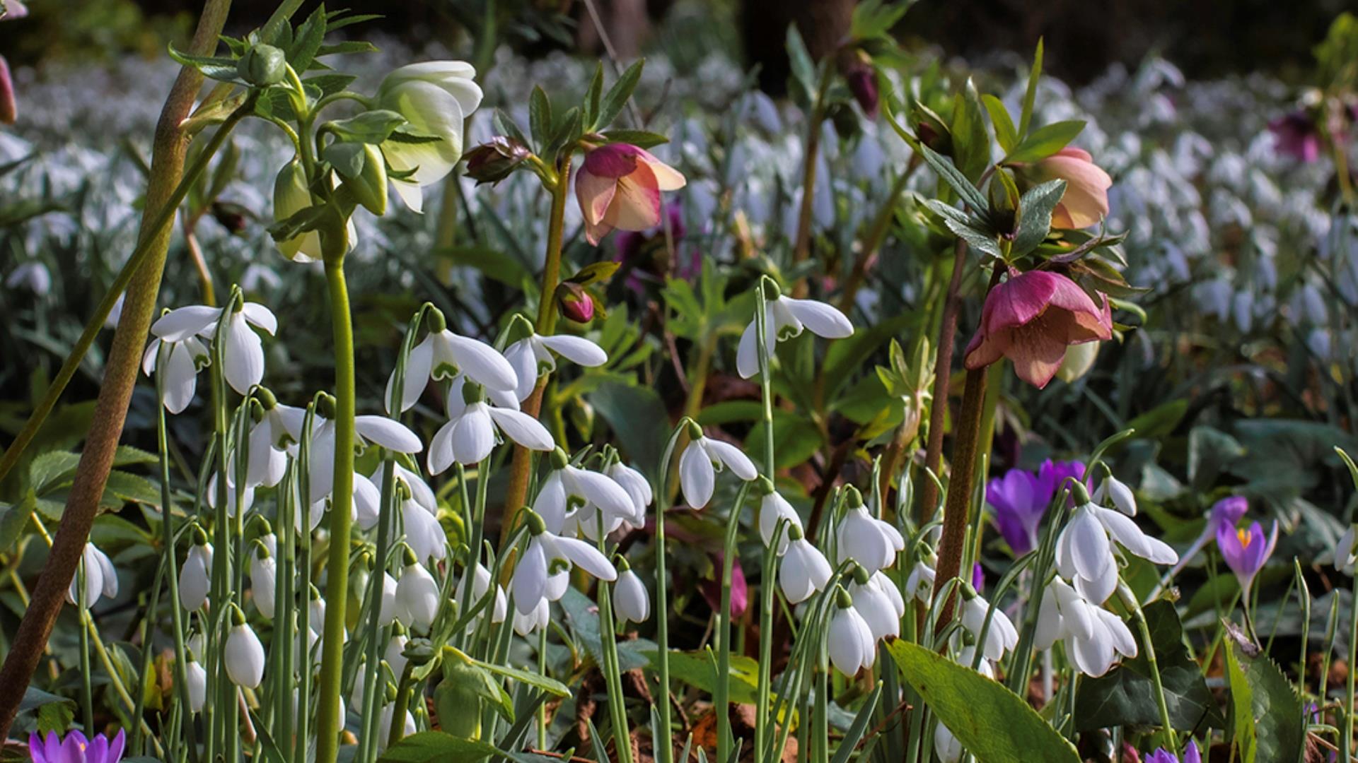 Snowdrops at Wye Valley Sculpture Garden