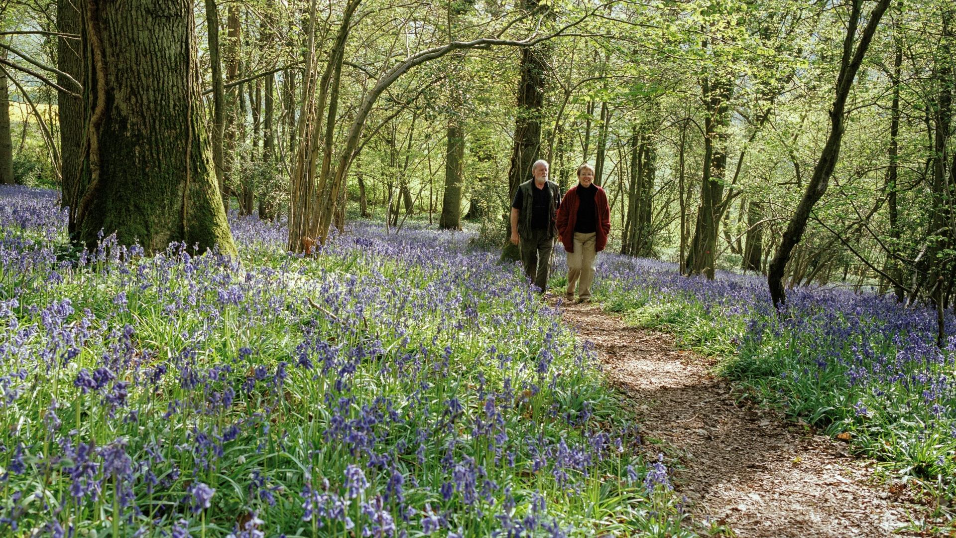 Walking Bluebells