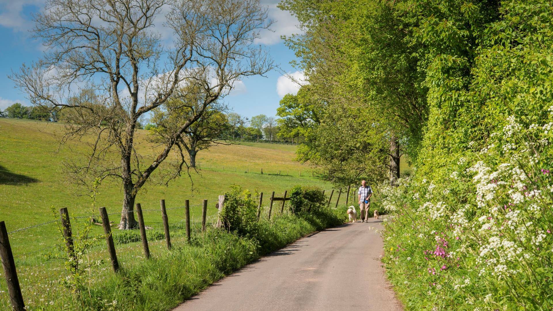 Dog Walking in Monmouthshire