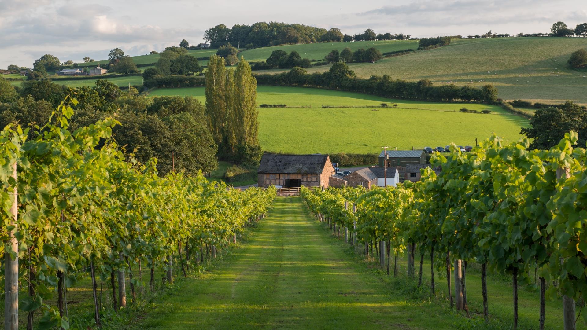 White Castle Vineyard