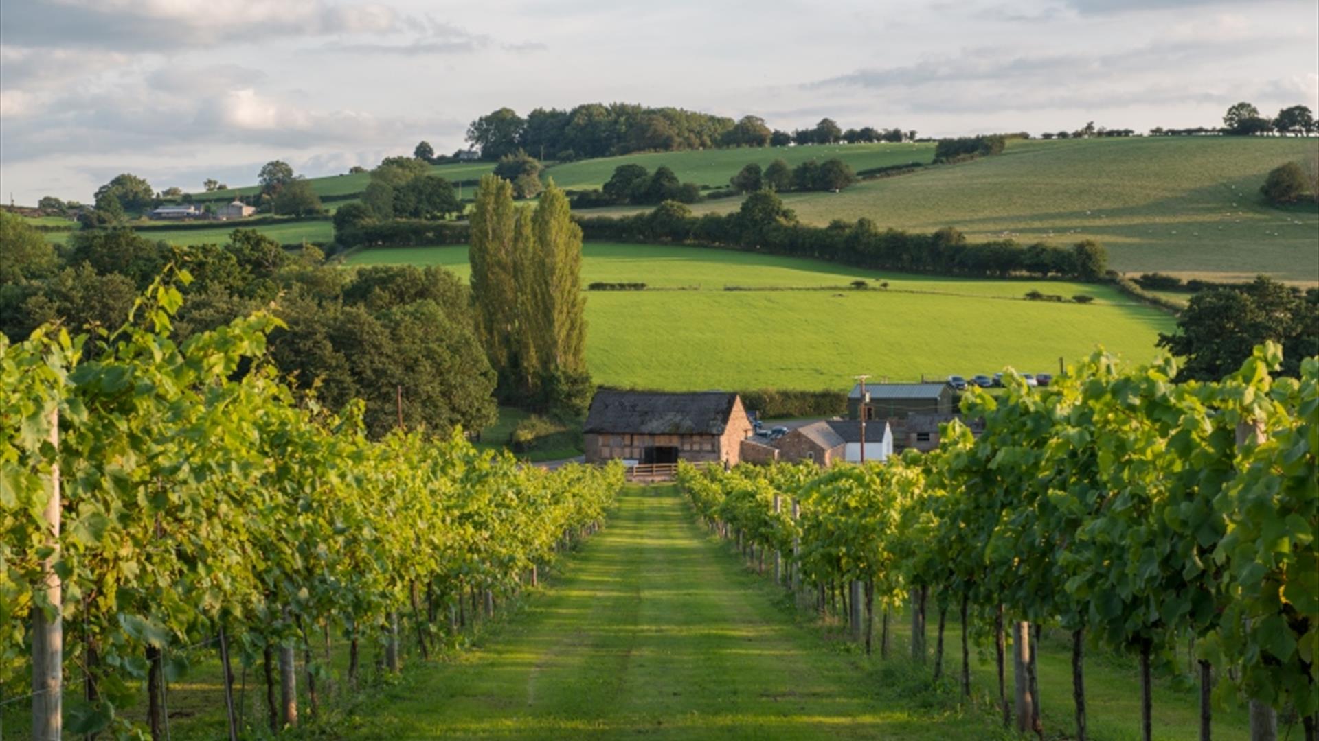 White Castle Vineyard