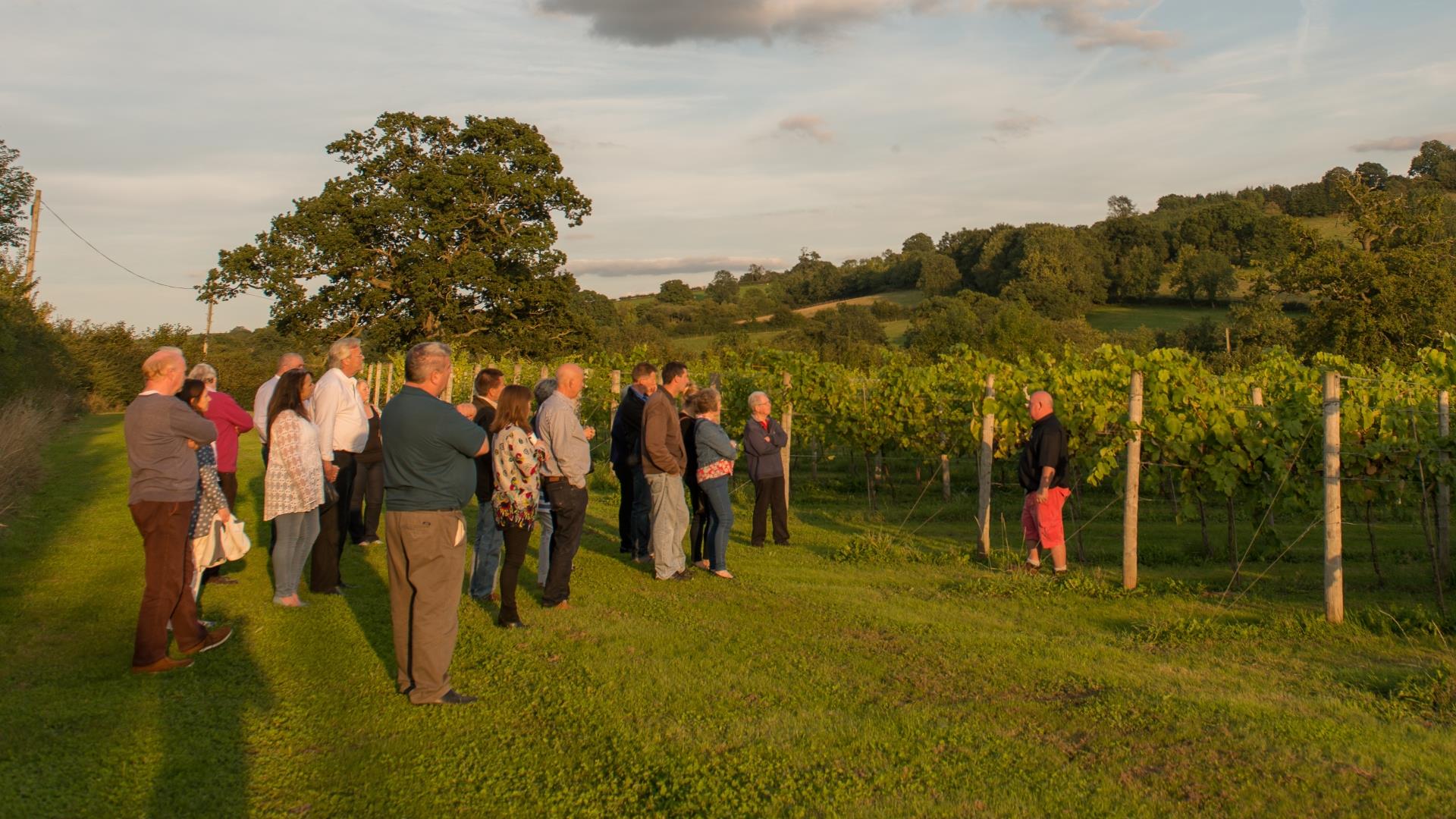 Group Wine Tasting at White Castle Vineyard