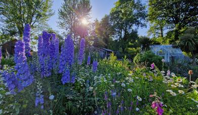 Far Hill Flowers