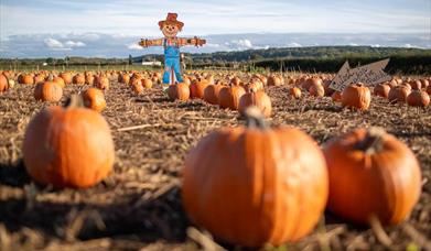 pumpkin patch field with pumpkins