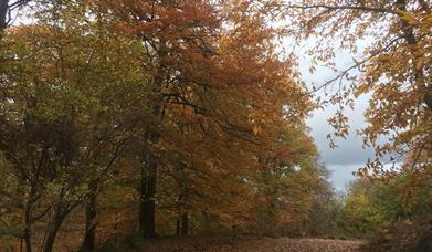 Stunning woodlands view in monmouthshire  -autumn colours of brown and red leaves
