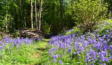 Croes Robert Wood Nature Reserve (Lowri Watkins)