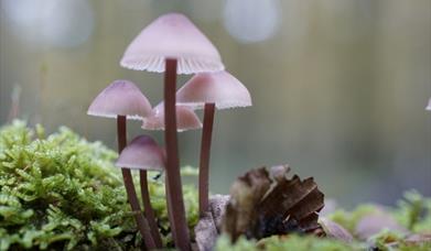 Llandegfedd Lake Autumn fungi walk