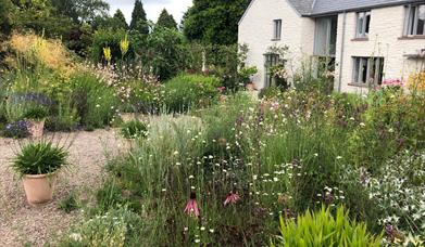 Highfields Farm Garden with rich planting and beautiful design with house in view