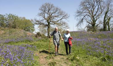 couple enjoy walking through  Coed Y Bwnydd Hill Fort & Woodlands with bluebells 