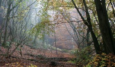 Margaret's Wood (Lauri MacLean)