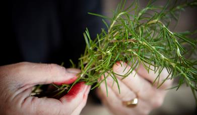 Medieval Herbs