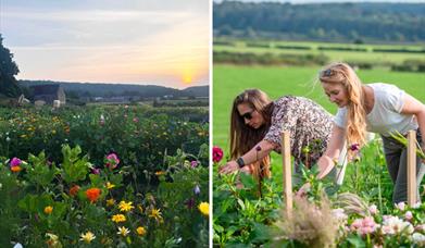 flower fields in monmouthshire as people pick and enjoy the flowers 
