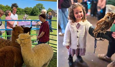 three alpacas in a pen with visitors; a little girl holds an owl on her arm. 