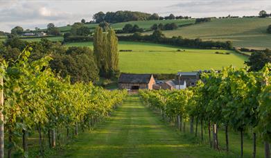 White Castle Vineyard view of vines