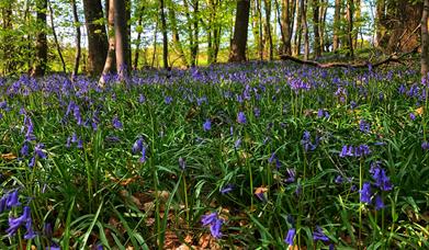 Bluebells at Goytre Hall Wood