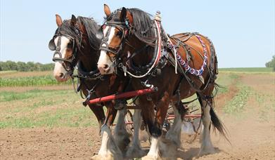 South Wales Shire Horse Show