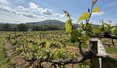 Sugar Loaf Vineyards in abergavenny countryside