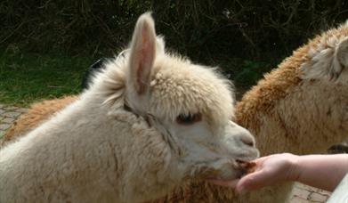 Amazing Alpacas