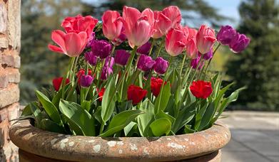 Bulbs
