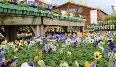 Chepstow Garden Centre