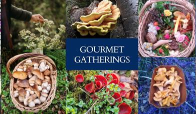 Gourmet Gatherings Foraging Experiences