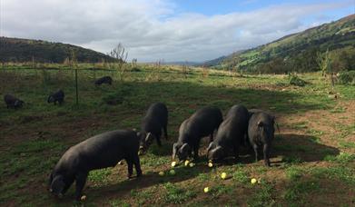Forest Coalpit Farm Pigs