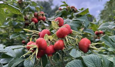 Fruit pruning