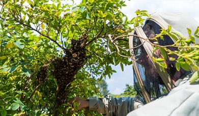 Hive Mind Beekeeping Course