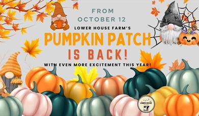 Lower House Farm Pumpkin Patch