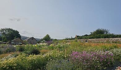 A vibrant flower farm in full bloom, filled with colorful wildflowers and lush greenery under a clear blue sky. Stone barns and garden structures sit